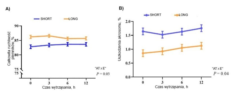 Rysunek 1. Wpływ interakcji między czasem mieszania (AT; 0, 3, 6 i 12 godzin) a rozcieńczalnikiem (E) (długoterminowym, LONG, i kr&oacute;tkoterminowym, SHORT) na całkowitą ruchliwość plemnik&oacute;w (A) i defekty akrosomu (B) w dawkach nasienia świń (n=20 knur&oacute;w). Wartości są wyrażone jako średnia &plusmn; SE (błąd standardowy).
