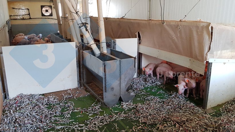 Rysunek 4. Odchowalnia z dużymi grupami z opcją panelowania i zmniejszania przestrzeni.
