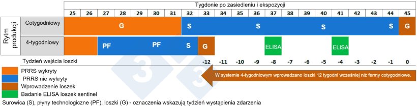 Rysunek 2. Por&oacute;wnanie wprowadzania loszek między stadami hodowlanymi działającymi w systemie tygodniowym w por&oacute;wnaniu z czterotygodniowym systemem.

