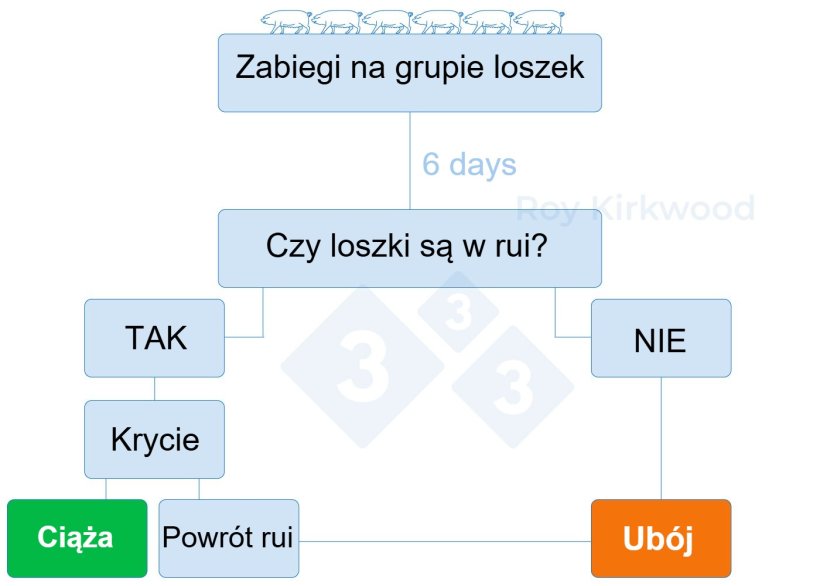 Schemat 2: Proponowany protok&oacute;ł zgodnie z odpowiedzią na leczenie indukujące dojrzewanie płciowe. Uwaga: jeśli widzisz < 70% loszek w rui do 6 dni po leczeniu -> prawdopodobnie masz problemy z wykrywaniem rui.
