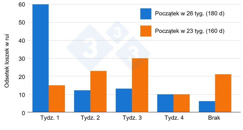 Wykres 1: Wpływ wieku loszki na reakcję na ekspozycję na knura (Van Vettere et al. 2005).

