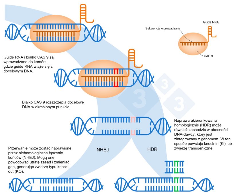 Ryc. 1. Edycja gen&oacute;w przy użyciu systemu CRISPR-Cas9. Guide RNA (gRNA) rozpoznaje określony region genomu, kt&oacute;ry jest celem dla endonukleazy DNA Cas9. Enzym ten rozszczepia dwie nici DNA w ściśle określonym miejscu. Na podstawie:&nbsp;https://es.moleculardevices.com/applications/gene-editing-with-crispr-engineering
