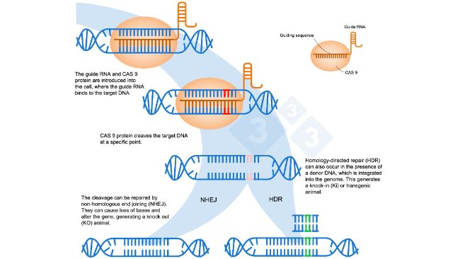 Ryc. 1. Edycja gen&oacute;w przy użyciu systemu CRISPR-Cas9. Guide RNA (gRNA) rozpoznaje określony region genomu, kt&oacute;ry jest celem dla endonukleazy DNA Cas9. Enzym ten rozszczepia dwie nici DNA w ściśle określonym miejscu. Na podstawie:&nbsp;https://es.moleculardevices.com/applications/gene-editing-with-crispr-engineering
