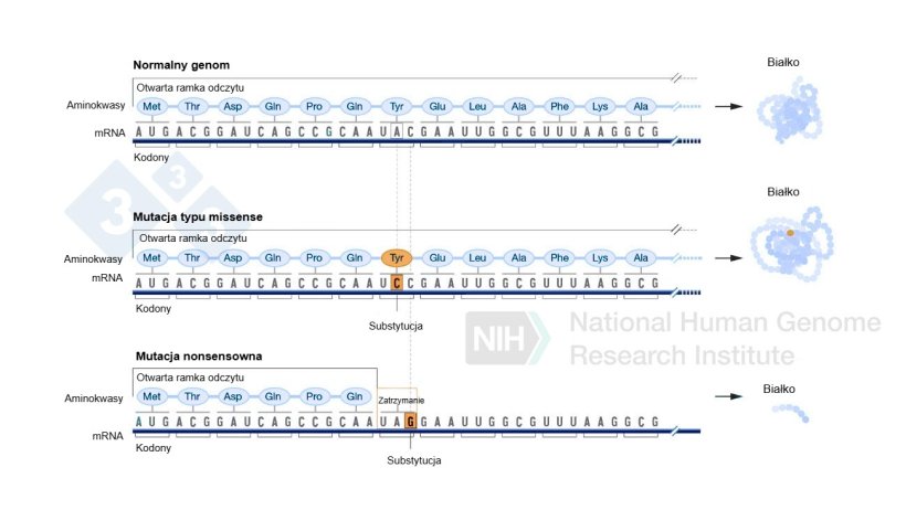 Ryc. 4. Wykorzystanie edytor&oacute;w zasad do generowania mutacji punktowych w genomie.
