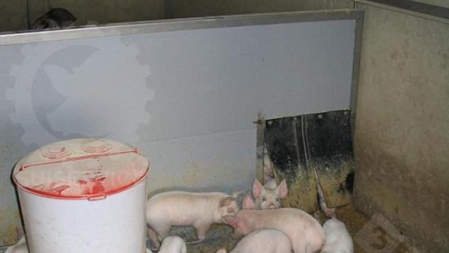 Outside the nest, but still in the inner area of the pen, is a circular feeder with dry feed and drinkers.