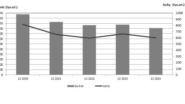 Wykres 1. Pogłowie świń i loch w Polsce od końca roku 2020 do końca roku 2024. Źródło: Główny Urząd Statystyczny, Polska.