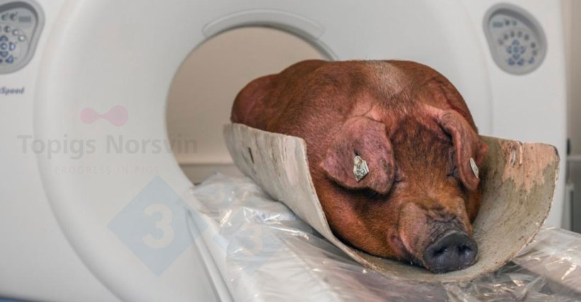 Ryc. 6. TN Duroc zeskanowany za pomocą tomografii komputerowej.
