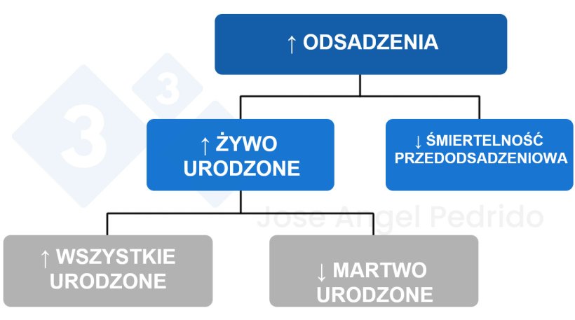 Ryc. 1. Drzewo decyzyjne dla zwiększenia liczby odsadzonych prosiąt.
