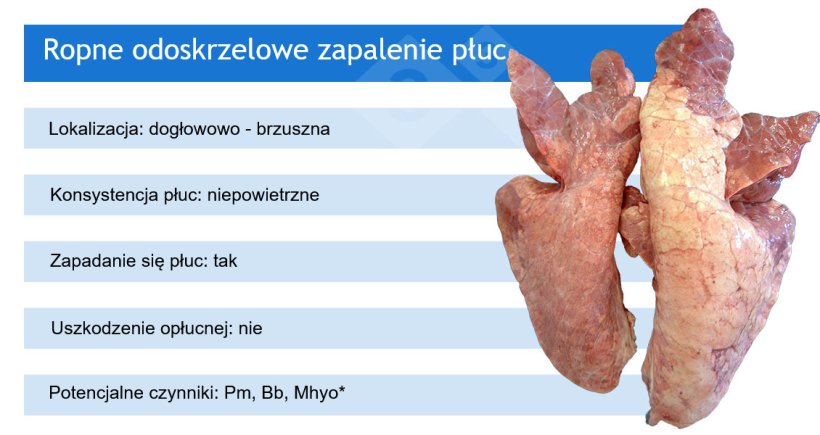 Pm: Pasteurella multocida; Bb: Bordetella bronchiseptica; Mhyo: Mycoplasma hyopneumoniae.

*Mhyo zwykle występuje w ropnych odoskrzelowych zapaleniach płuc jako patogen inicjujący (powodujący najpierw odoskrzelowe śr&oacute;dmiąższowe zapalenie płuc).
