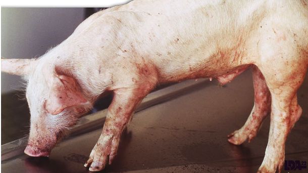 PMWS on piglet. Dr Morvan, LDA22