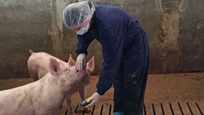 Monitorowanie stężenia gaz&oacute;w powinno być przeprowadzane co najmniej raz w sezonie i w co najmniej trzech kojcach.
