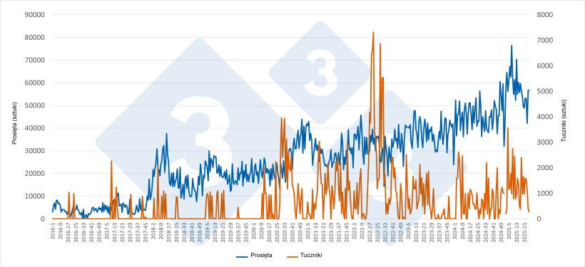 Tygodniowy import prosiąt i tucznik&oacute;w z Holandii do Hiszpanii (styczeń 2016 - czerwiec 2025). Źr&oacute;dło:333 na podstawie danych RVO.
