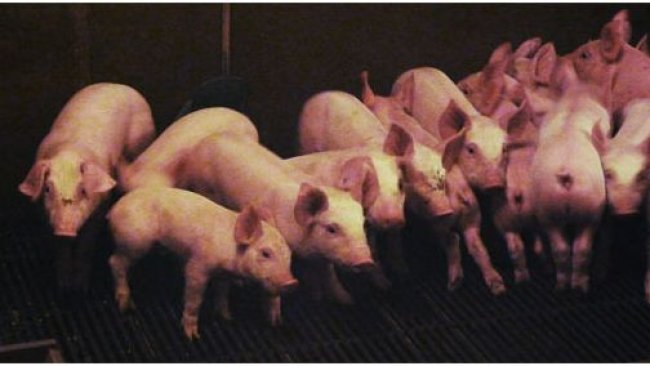 Heterogeneity of piglets at weaning