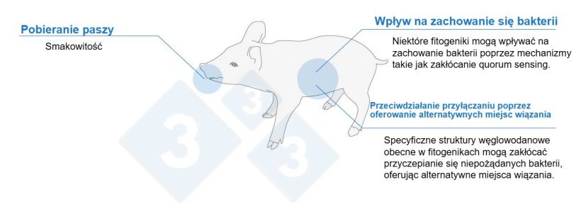 Rys. 1. Fitogeniki mogą wspomagać prosięta poprzez r&oacute;żne mechanizmy.
