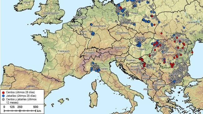 Rysunek 1. Ogniska afrykańskiego pomoru świń (genotyp II) w Albanii, krajach bałtyckich, Bośni i Hercegowinie, Bułgarii, Niemczech, Grecji, Włoszech, Kosowie, Chorwacji, Mołdawii, Czarnogórze, Macedonii Północnej, Polsce, Rumunii, Szwecji, Serbii, Słowacji, Czechach, Ukrainie i na Węgrzech (od 20 sierpnia 2024 r. do 20 sierpnia 2025 r.). Źródło danych: ADIS, TSN (stan na 20 sierpnia 2025 r., godz. 8:40).