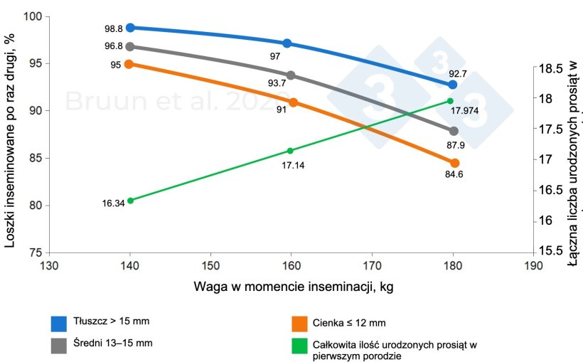 Związek między masą ciała i grubością słoniny u loszki podczas pierwszego krycia a jej p&oacute;źniejszym życiem produkcyjnym i długością życia. Bruun i in. (2020): Raport z badań nr 1206, SEGES Innovation

