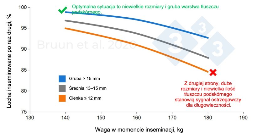 Związek między masą ciała i grubością słoniny u loszki podczas pierwszego krycia a jej p&oacute;źniejszym życiem produkcyjnym i długością życia. Bruun et al. (2020): Raport z badań nr 1206, SEGES Innovation

