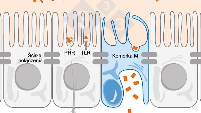 Rysunek 1. Schematyczny diagram ilustrujący mechanizm działania komórek odpornościowych jelit w odpowiedzi na zagrożenia zewnętrzne.