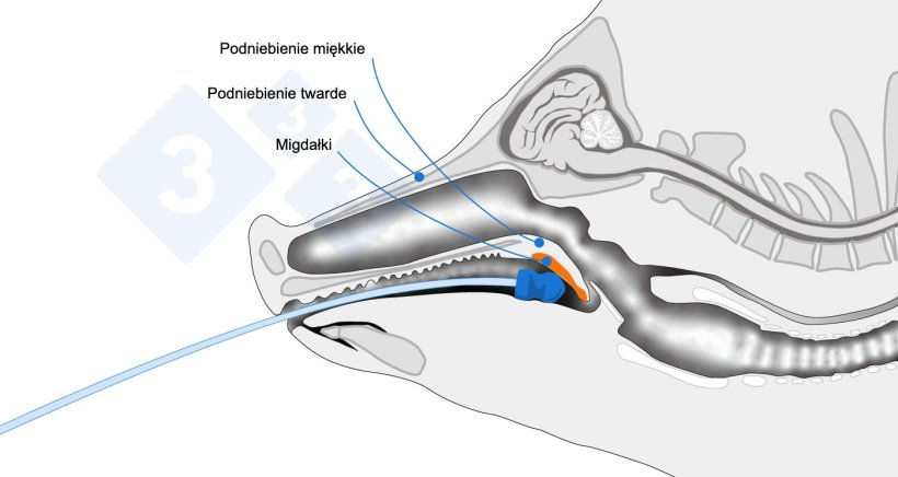 Schemat anatomiczny wskazujący obszar pobierania pr&oacute;bek.
