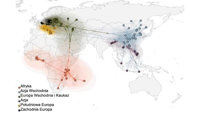 Rycina 2. Globalne rozprzestrzenianie się wirusa ASF (Rossi et al. bioRxiv 2025).