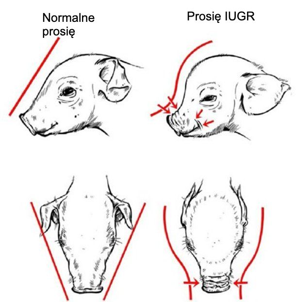 Rycina 2. Delfinowaty kształt czaszki charakterystyczny dla prosiąt z IUGR (Hales i in., 2014).
