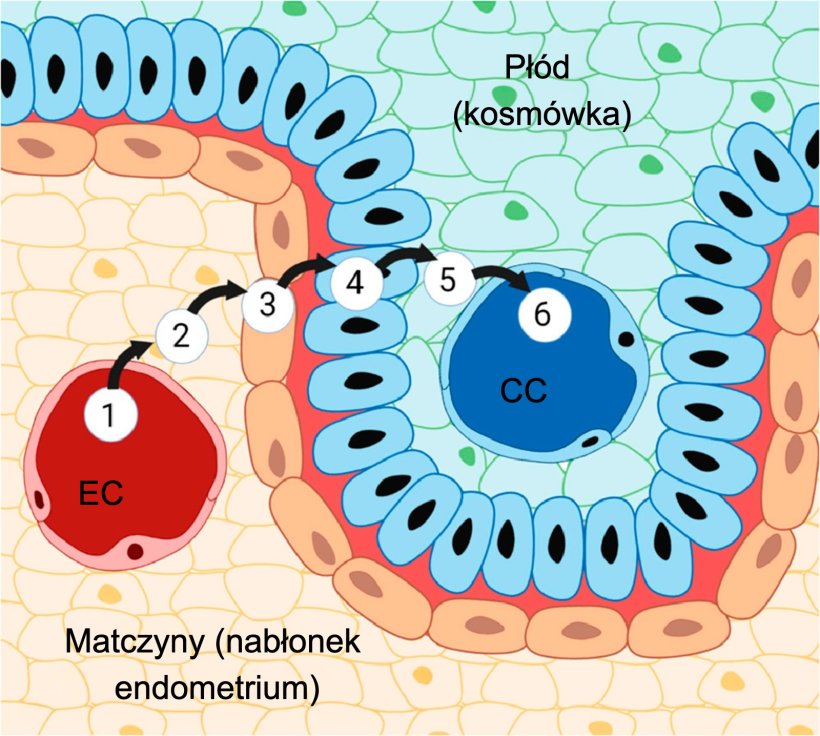 Rycina 3. Łożysko świni i jego sześć warstw: (1) naczynia włosowate endometrium, (2) zrąb endometrium, (3) nabłonek endometrium, (4) nabłonek trofoblastu, (5) zrąb kosm&oacute;wki oraz (6) naczynia włosowate kosm&oacute;wki. Źr&oacute;dło: Almeida &amp; Alvarenga, 2022.
