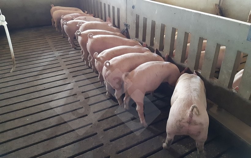 Żywienie porcjowane &ndash; długie koryto.
