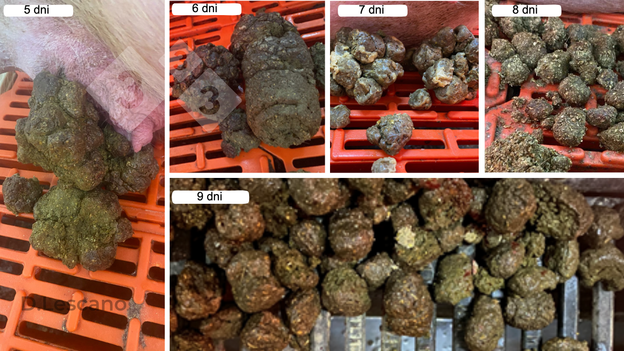 <p>Zdjęcie 1. Wygląd wizualny kału u loch cierpiących na zaparcia.</p>
