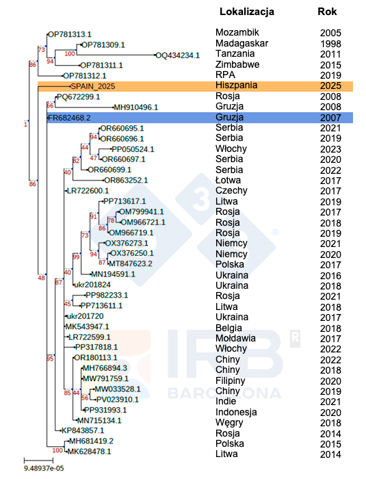 <p>Rysunek 1. Pokrewieństwo filogenetyczne szczepu Sp25 (kolor pomarańczowy) w porównaniu z innymi afrykańskimi i europejskimi izolatami ASFV po introdukcji szczepu Georgia 2007 (kolor niebieski) do Europy. Autorzy: dr Toni Gabaldón i Marina Marcet-Houben (IRB).</p>