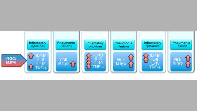 Poziom prozapalnych cytokin i zmian zapalnych w płucah u świń zakażonych PRRSV i M. hyopneumoniae