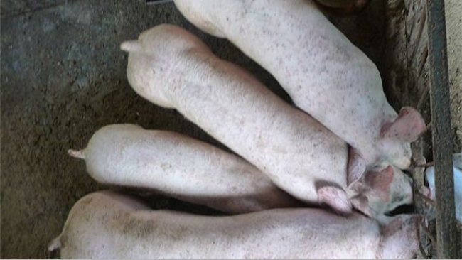 It is usual to find pigs with heterogeneous weights in farms affected by PCV2-SD and PCV2-SI