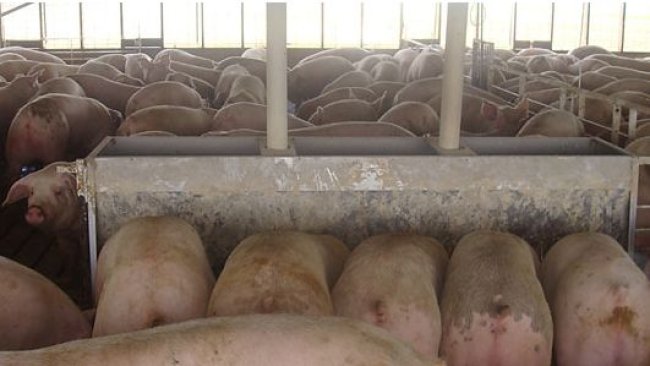 Figure 2. Pigs housed at 0.68m2/pig