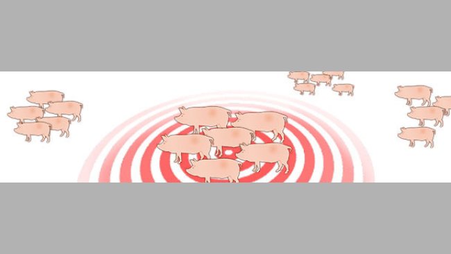 Dynamics of Influenza virus in sow herds