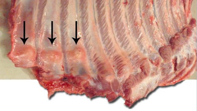 Widoczne liczne złamania żeber w częściach dystalnych, z uformowaną kostniną (strzałki).