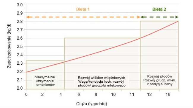 priorytety żywienia loch w ciąży