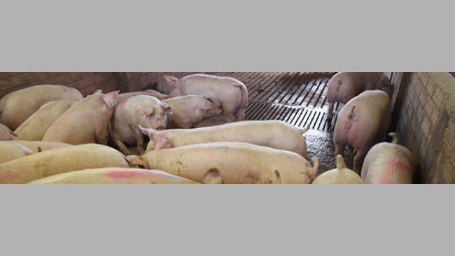 Proposal to reduce variability of live weight at slaughter