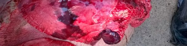 Lesiones de necropsia, compatibles con neumon&iacute;a enzo&oacute;tica, influenza, PRRSy otras complicaciones bacterianas