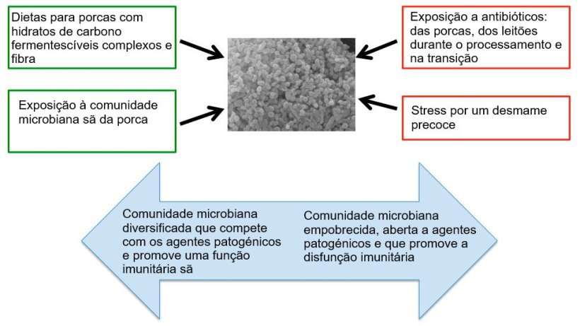 Figura 2. Factores que influenciam o desenvolvimento de um&nbsp;microbioma s&atilde;o.
