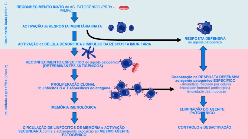 Figura 1. Fase de in&iacute;cio, activa&ccedil;&atilde;o e progress&atilde;o da imunidade inata e espec&iacute;fica contra um agente patog&eacute;nico.
