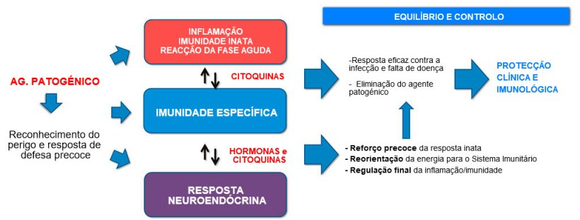 Figura 2a. Interac&ccedil;&atilde;o entre imunidade e resposta neuroend&oacute;crina: resposta inflamat&oacute;ria e imunit&aacute;ria equilibrada e controlada que conduz &agrave; protec&ccedil;&atilde;o cl&iacute;nica e imunol&oacute;gica.
