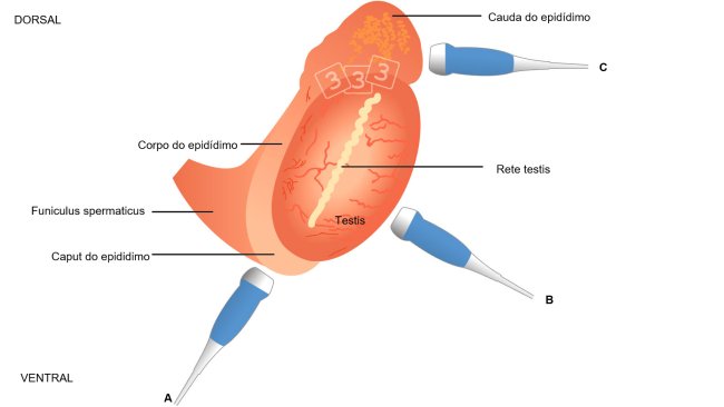 Fig. 4: Imagem esquemática da topografia do testículo e do epidídimo no varrasco, com colocação sugerida do transductor ao avaliar o caput epidimydis (= cabeza, a), corpo (b) e cauda (= cauda; A cabeça e a cauda vê-se melhor com imagens longitudinais e transversais para o corpo ( Kauffold et al., 2011).
