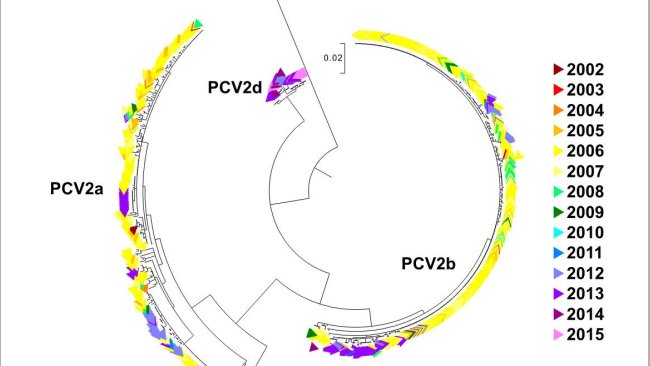 Figura 2. Árvore filogenética de máxima verossemelhança. As 729 sequências ORF2 da base de dados UMV-VDL PCV2 com código de cor segundo o ano. Foram observados os genótipos.