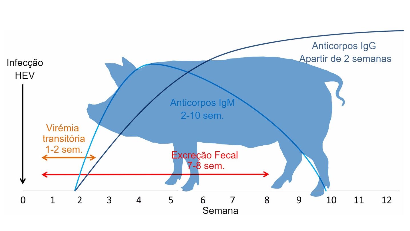 Resposta &agrave; infec&ccedil;&atilde;o por v&iacute;rus da Hepatite&nbsp;E&nbsp;

