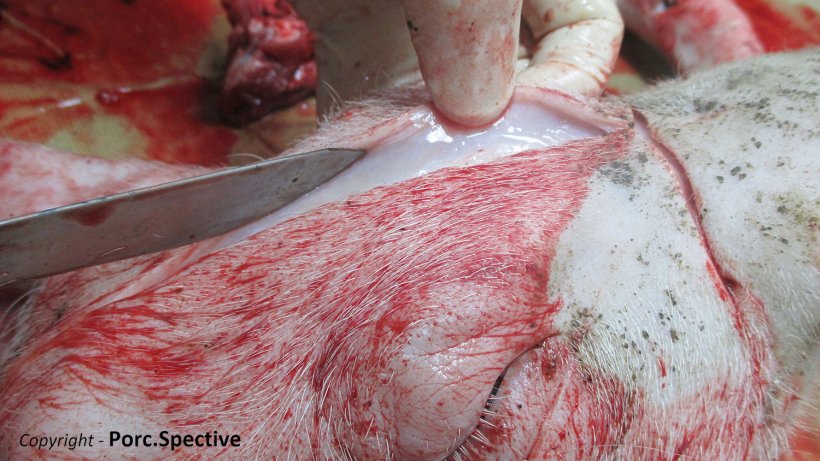 Foto 1. Edema subcut&acirc;neo da testa
