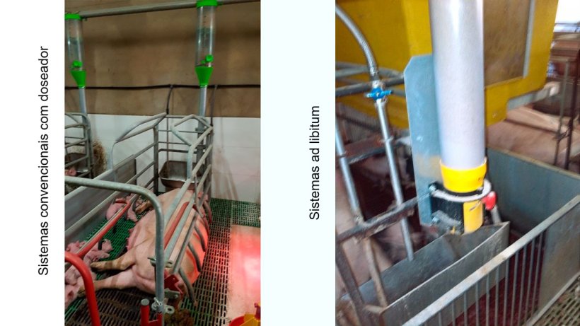 Os sistemas convencionais com doseador s&atilde;o uma boa op&ccedil;&atilde;o, mas requerem um bom n&iacute;vel de maneio, controlando diariamente se a porca aceita mais comida e modificando os doseadores. Os sistemas ad libitum pretendem n&atilde;o "limitar" o consumo da porca. &Agrave; parte, em zonas ou climas quentes, facilitam a ingest&atilde;o de ra&ccedil;&atilde;o pela noite quando as temperaturas baixam.
