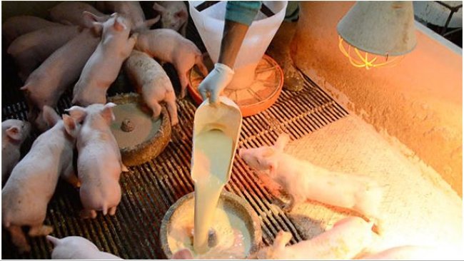 Fornecimento manual de leite em pratos nas baterias