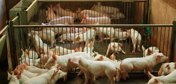 Exemplo de parques de transi&ccedil;&atilde;o com &oacute;ptima densidade
