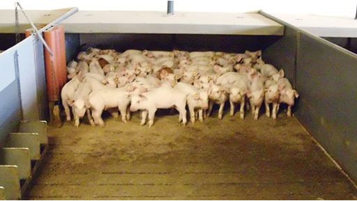 Os solos com unm parte de slat e outra s&oacute;lida s&atilde;o j&aacute; bastante comuns em muitas explora&ccedil;&otilde;es. Nalguns pa&iacute;ses s&atilde;o obrigat&oacute;rios
