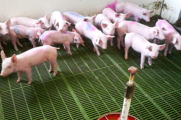 Os parques-hospital devem servir para que os leit&otilde;es recebam um tratamento especial
