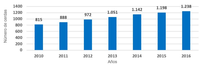 Gráfica 1.- Evolución tamaño medio de las explotaciones. Número de cerdas presentes por año (periodo 2010 – 2016). El incremento ha sido de 60 reproductoras por año.